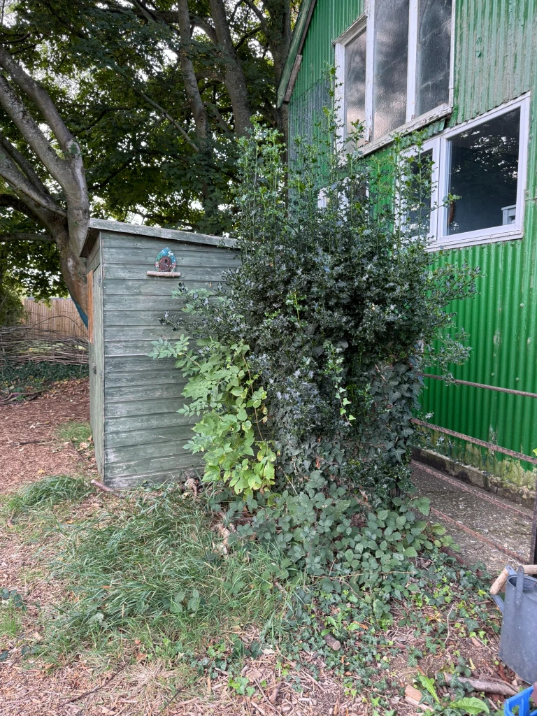Holly and ivy overgrowing a shed beside the green hut, before clearing