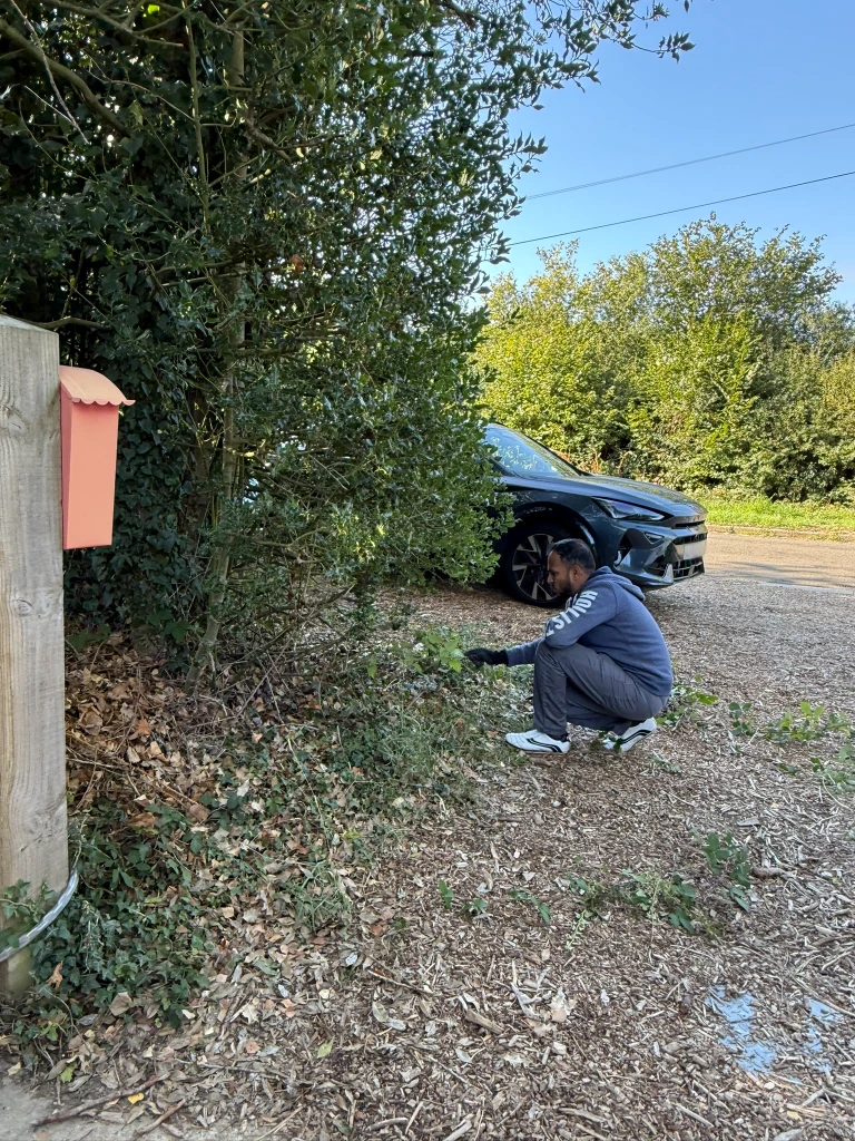 A volunteer weeding under the hedge by the car park